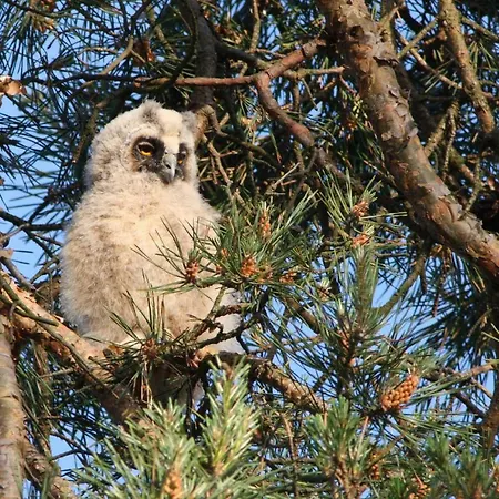 Ostseewald 公寓 罗斯托克