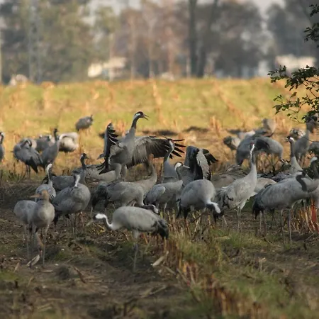 Ostseewald 公寓 罗斯托克