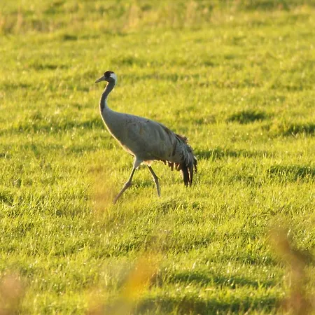 Ostseewald 罗斯托克