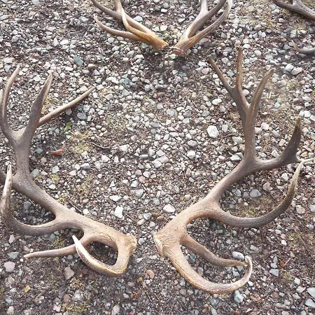 Ostseewald 罗斯托克