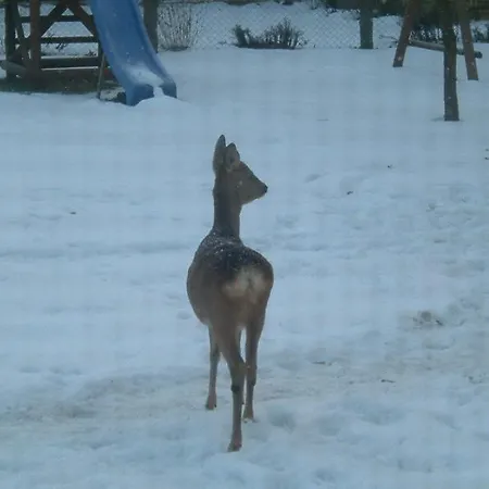 Ostseewald 罗斯托克